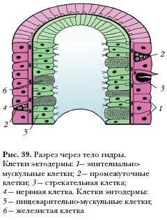 Kraken ссылка tor